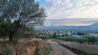 ΠΩΛΕΙΤΑΙ ΑΓΡΟΤΕΜΑΧΙΟ ΜΕ ΕΛΑΙΟΔΕΝΤΡΑ ΣΤΗΝ ΕΛΑΤΕΙΑ